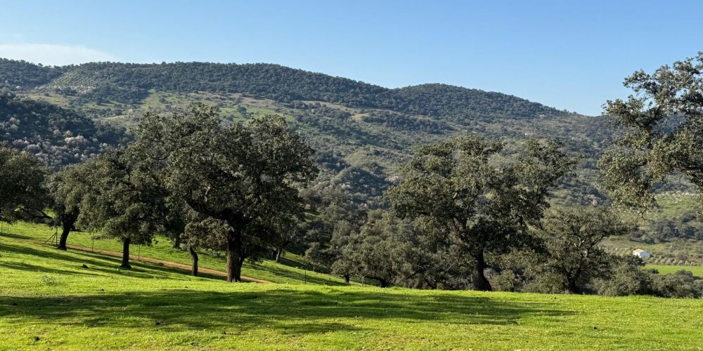 MAGNÍFICA FINCA A UN MINUTO DE VILLANUEVA DEL REY, CÓRDOBA