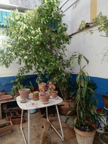 PISO EN LA EMBLEMÁTICA ZONA DE LA JUDERÍA- SAN BASILIO