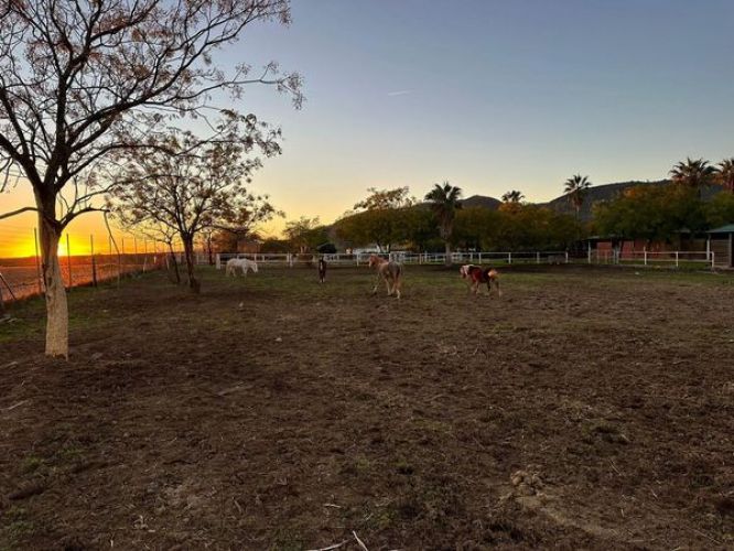 FINCA RÚSTICA EN LA LOMA A UN PASO DE CÓRDOBA!