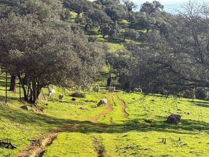 MAGNÍFICA FINCA A UN MINUTO DE VILLANUEVA DEL REY, CÓRDOBA
