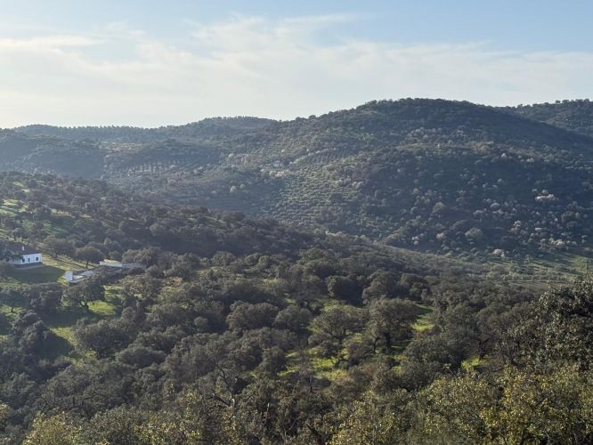 MAGNÍFICA FINCA A UN MINUTO DE VILLANUEVA DEL REY, CÓRDOBA