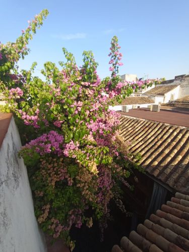 CASA SEÑORIAL EN PLENO CASCO HISTÓRICO DE CÓRDOBA